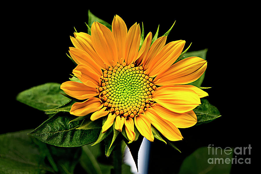 Sunflowers Brighten Our Days Photograph by Al Bourassa