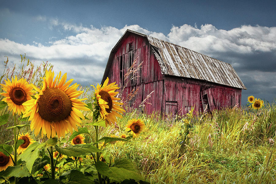 Sunflowers by Abandoned Red Barn in Rural America Photograph by Randall Nyhof