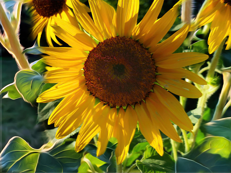 Sunflowers Photograph by Carol Whaley Addassi