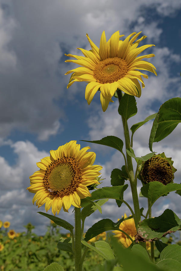 Sunflowers Photograph by Carolyn Hutchins