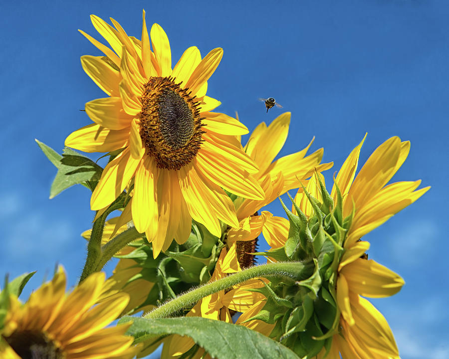 Sunflowers Photograph by CR Courson