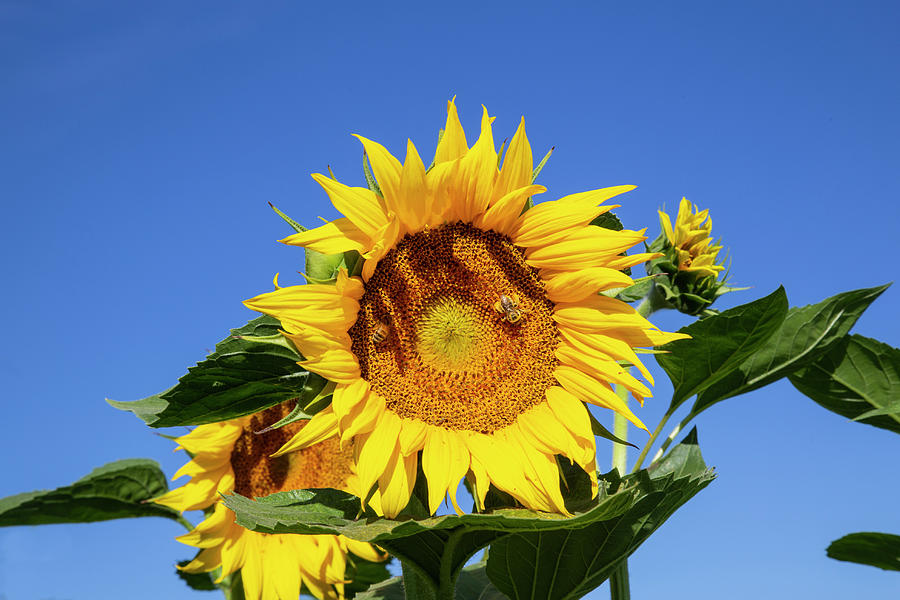 Sunflowers Photograph by Dart Humeston