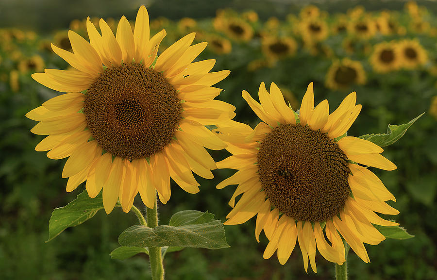 Sunflowers Photograph by Darylann Leonard Photography