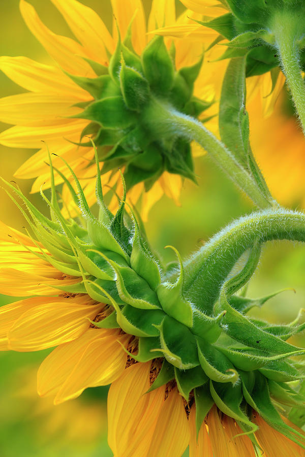 Flower Photograph - Sunflowers every which way by Carolyn Derstine