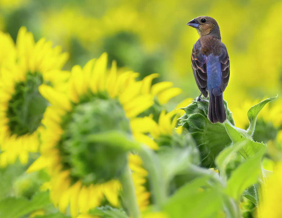 Flower Photograph - Sunflower Field Blue Grossbeak   by Art Cole