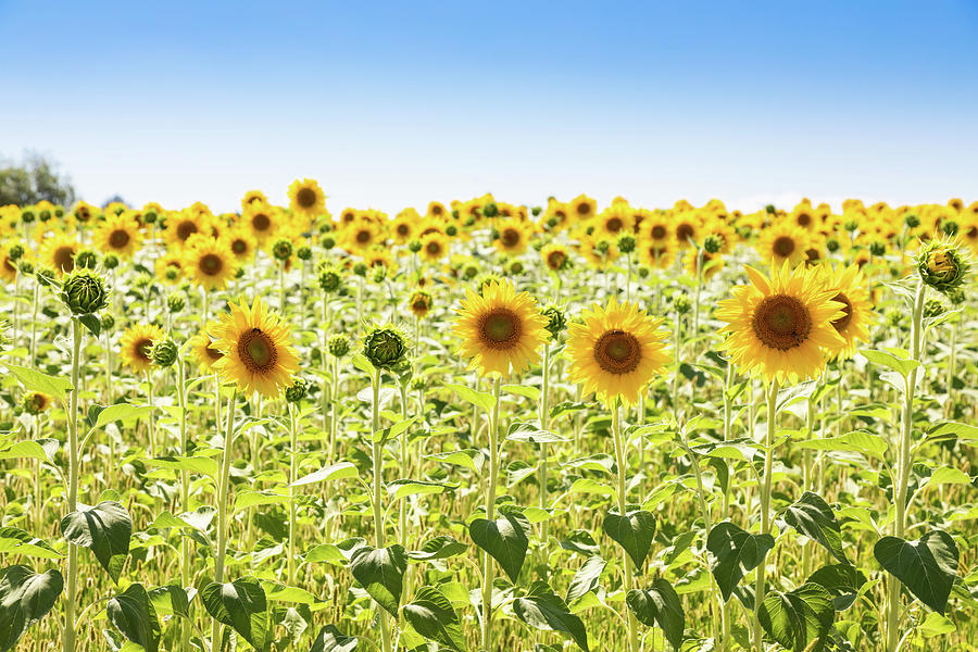 Sunflowers field in Italy. Scenic countryside in Tuscany Photograph by ...