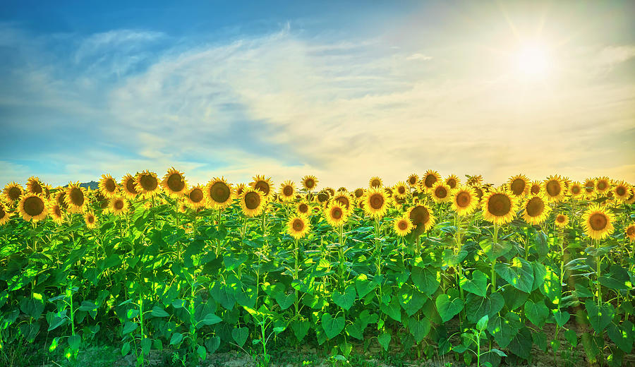 Sunflowers field landscape at sunset in Tuscany. Photograph by Stefano Orazzini