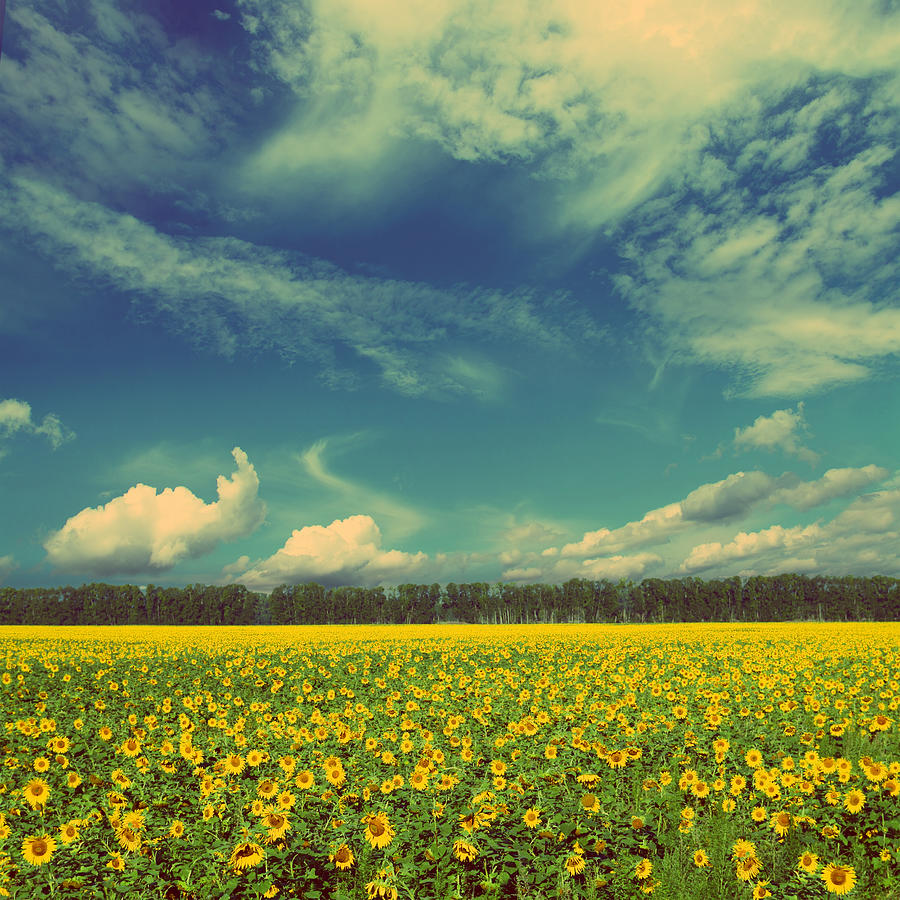 Sunflowers Field Landscape - Vintage Retro Style Photograph by Mikhail ...