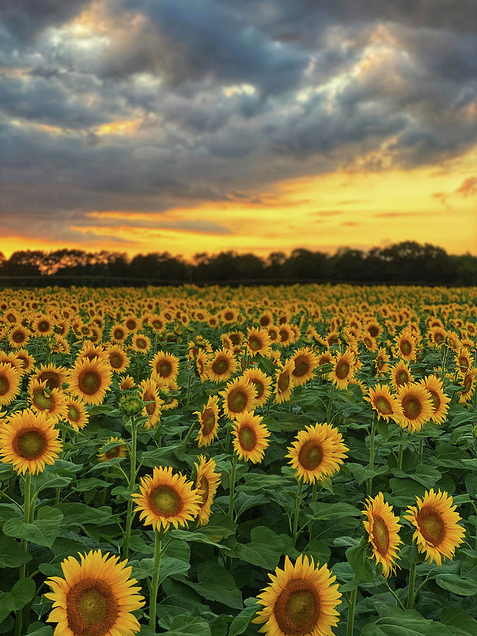 Sunflowers-Fine Art Photograph by Trice Jacobs - Fine Art America