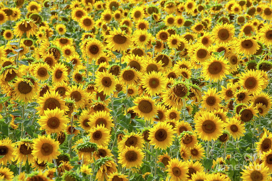 Sunflowers, Flowers, Yellow, Photograph by David Millenheft
