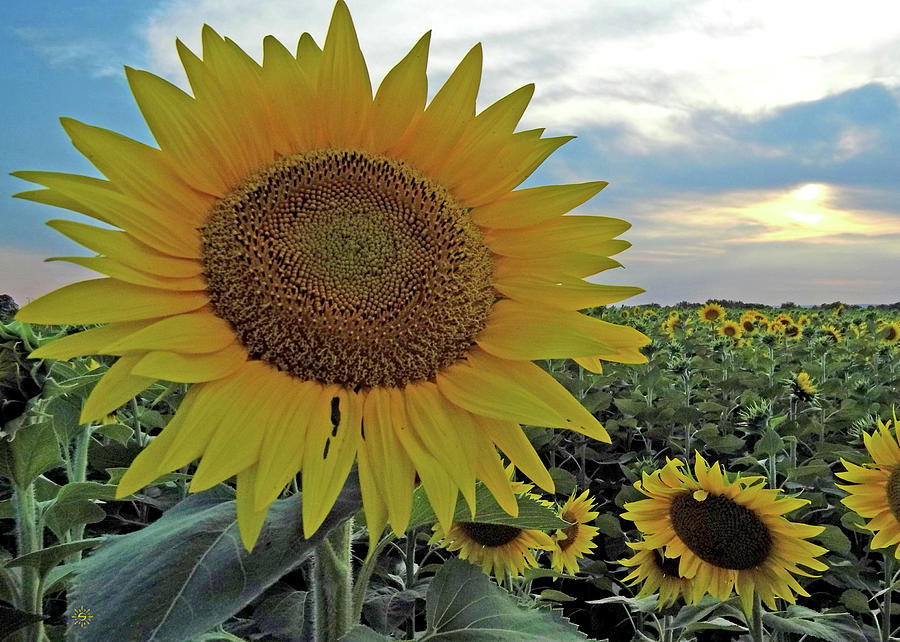 Sunflowers for Days Photograph by Staci Grimes Sunflowers for Days Photograph by Staci Grimes