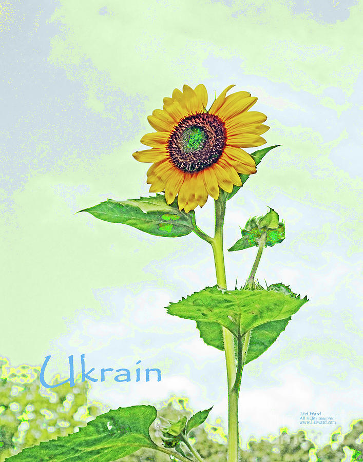 Sunflowers for Ukrain Day 11 Photograph by Lizi Beard-Ward