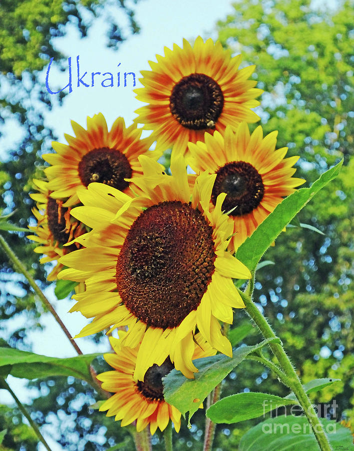 Sunflowers for Ukrain Day 12 Photograph by Lizi Beard-Ward