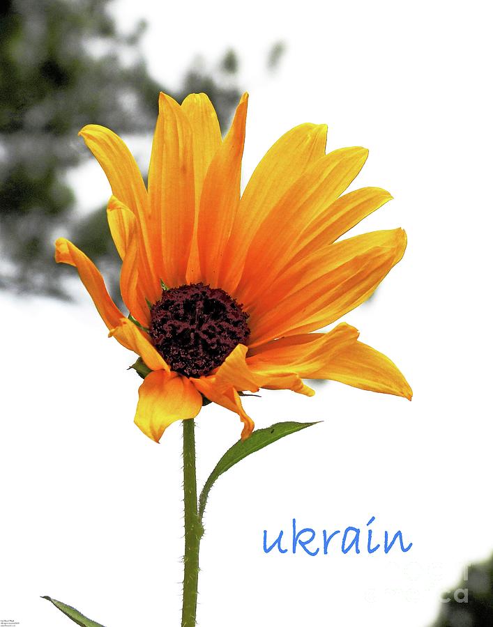 Sunflowers for Ukrain Day 14 Photograph by Lizi Beard-Ward