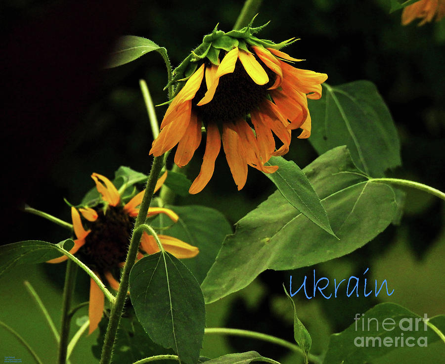 Sunflowers for Ukrain Day 15 Photograph by Lizi Beard-Ward