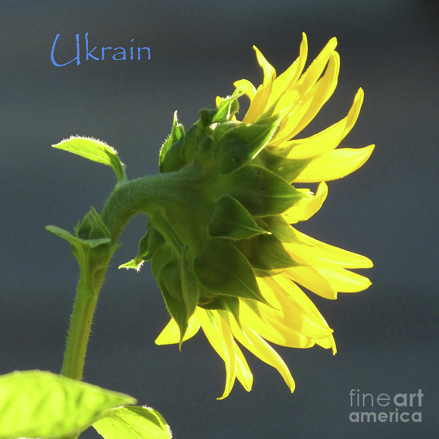 Sunflowers for Ukrain Day 2 Photograph by Lizi Beard-Ward