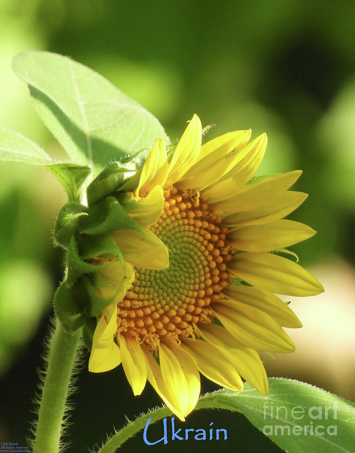 Sunflowers for Ukrain Day 5 Photograph by Lizi Beard-Ward