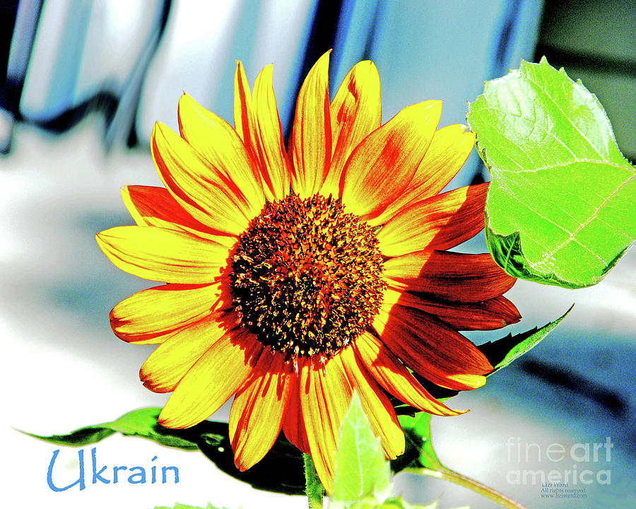 Sunflowers for Ukrain Day 8 Photograph by Lizi Beard-Ward