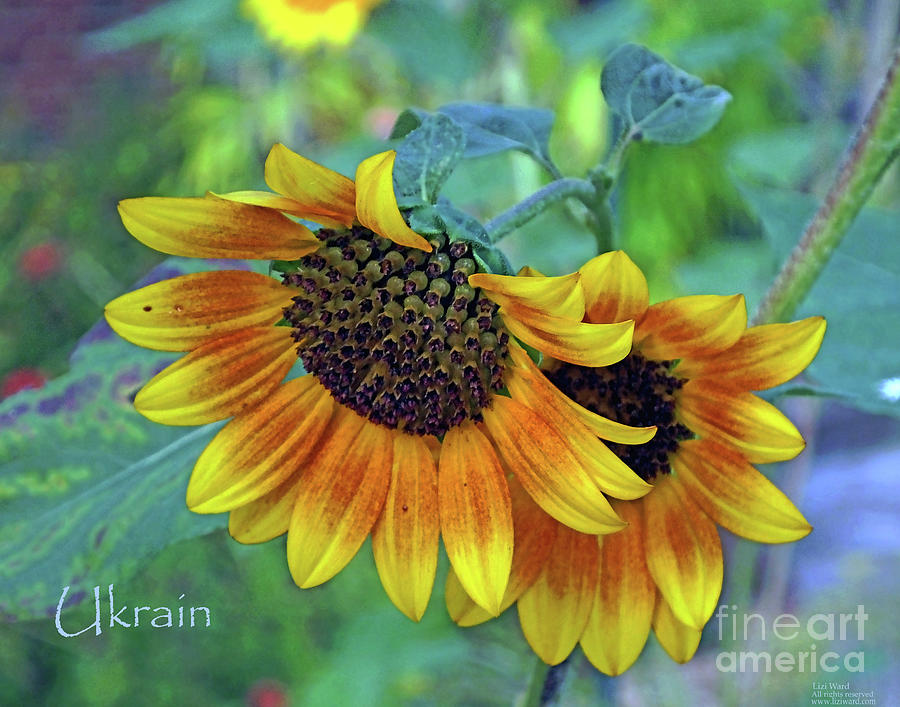Sunflowers for Ukrain Day 9 Photograph by Lizi Beard-Ward