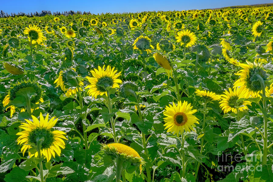 Sunflowers for Ukraine Photograph by Michael Wheatley