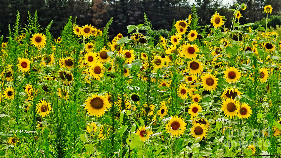 Sunflowers Forever Photograph by Kathy M Krause