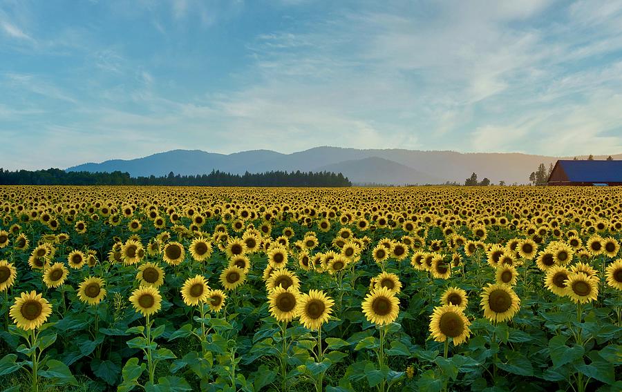 Sunflowers Forever Photograph by Lynn Hopwood