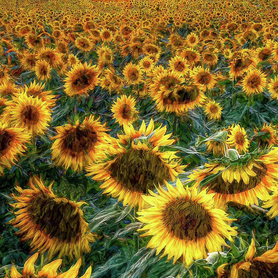 Sunflowers Forever Photograph By Stan Dzugan Pixels