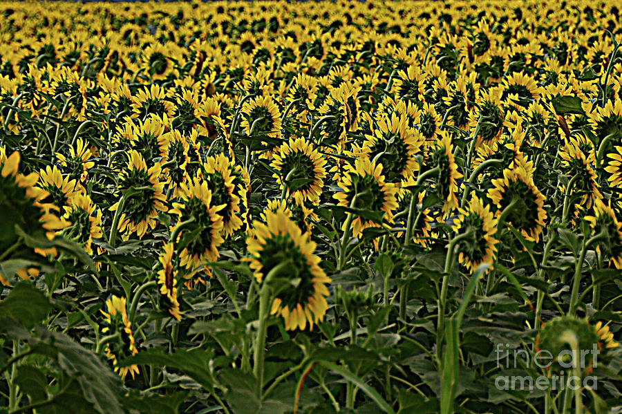 Sunflowers Galore  Photograph by Debra Martz