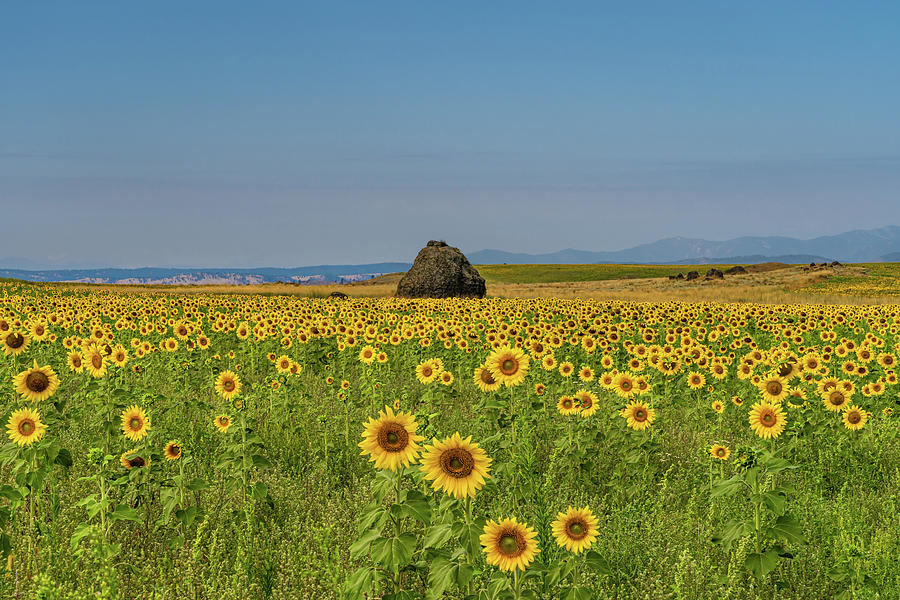 Sunflowers Photograph by Gary Skiff