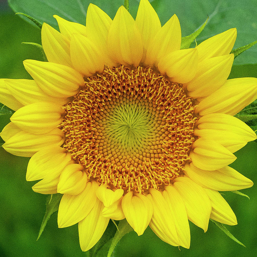 Sunflowers  Helianthus X156 Photograph by Rich Franco
