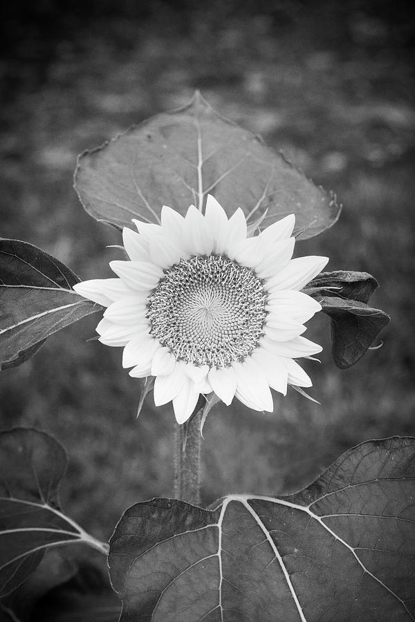 Sunflowers  Helianthus X161 Photograph by Rich Franco