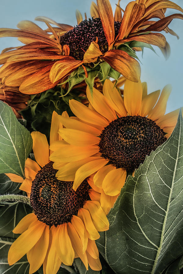 Sunflowers II Photograph by Sally Bauer