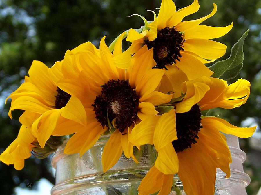 Sunflowers in a Mason Jar-Rustic Spring Bouquet Photograph by Shelli Fitzpatrick