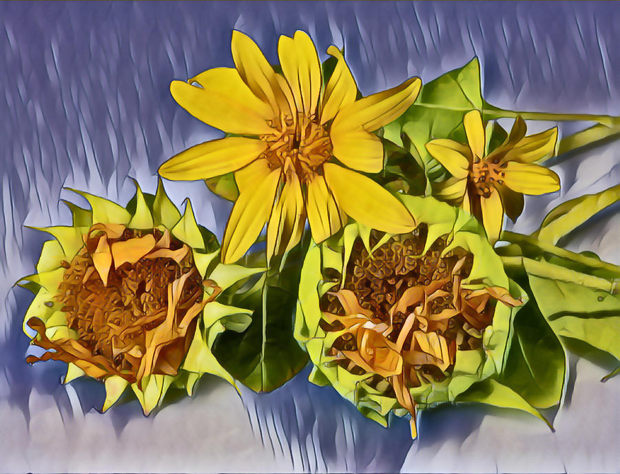 Sunflowers in Abstract Digital Art by Cordia Murphy
