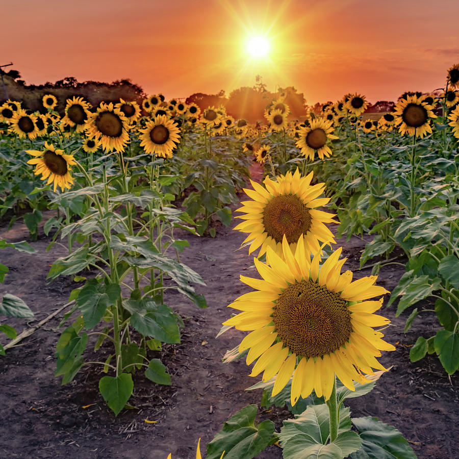 Sunflower Photograph - Sunflowers In Bloom - Grinter Farm Lawrence Kansas 1x1 by Gregory Ballos