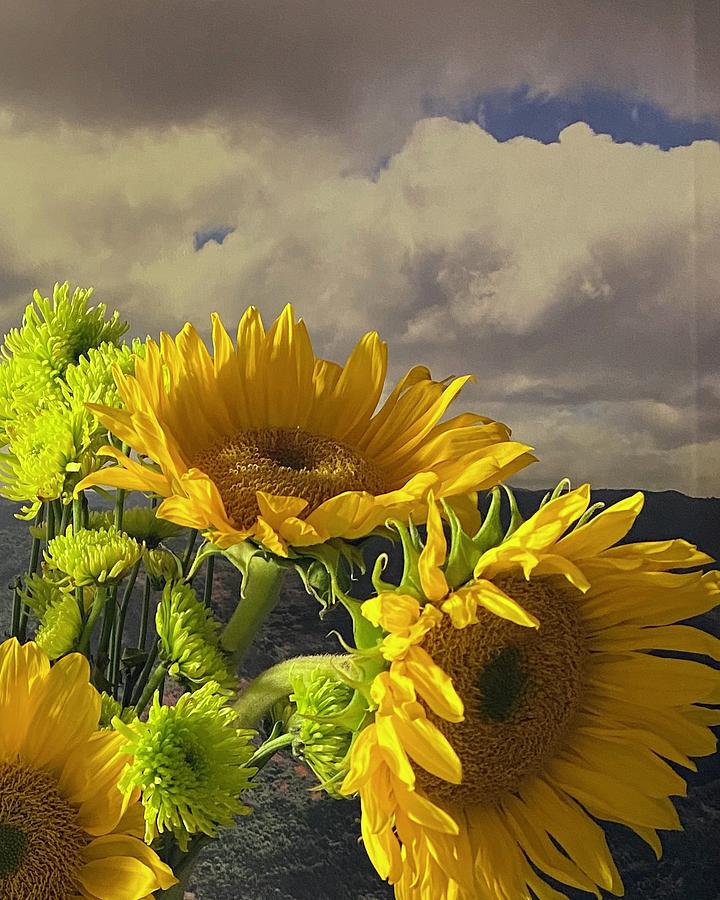 Sunflowers in early morning  Photograph by Dottie Visker