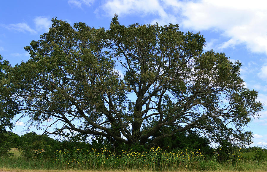 Sunflowers In Front Of The Big Oak Tree Photograph