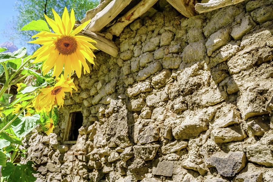 Sunflowers in Margib village Photograph by Alexey Stiop