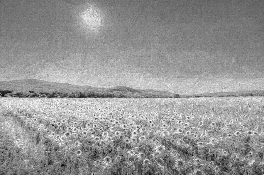 Sunflowers In Monochrome Art Photograph