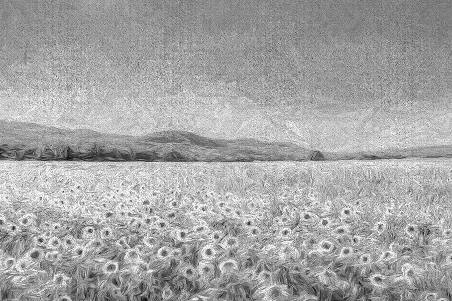 Sunflowers In Monochrome Photograph