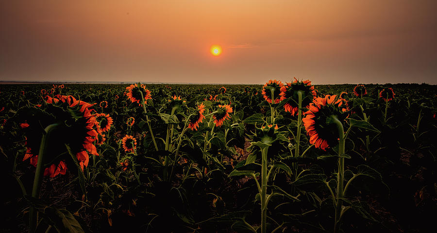 Sunflowers in Morning Light Photograph by Kevin Schwalbe