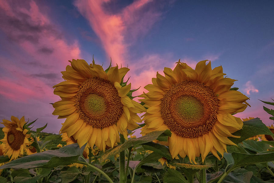 Sunflowers in Pink Photograph by Tricia Louque
