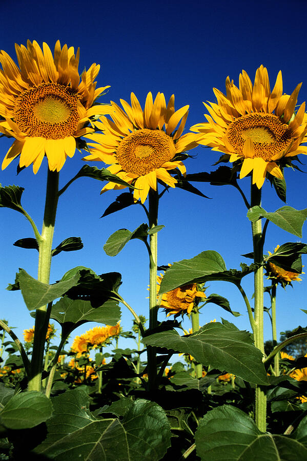 Sunflowers In Provence, France Photograph by Color Day Production