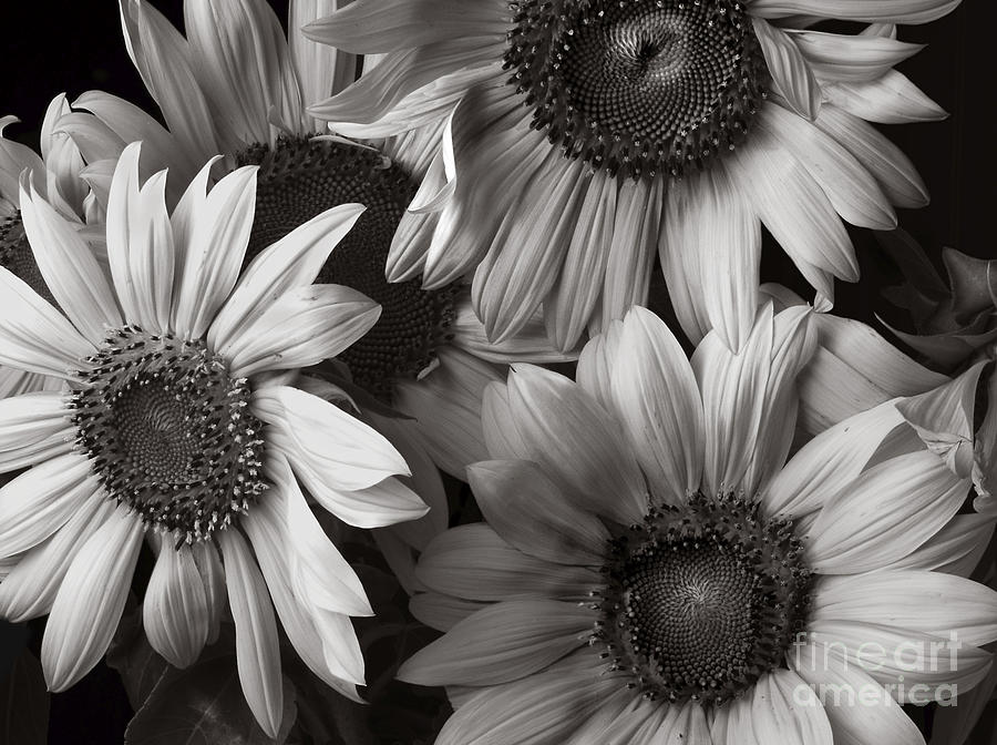 Sunflowers in Sepia Photograph by Diane Diederich