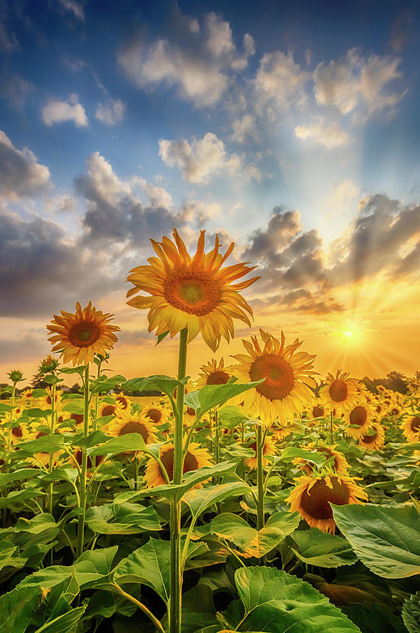 Sunflowers in sunset Photograph by Melanie Viola - Fine Art America