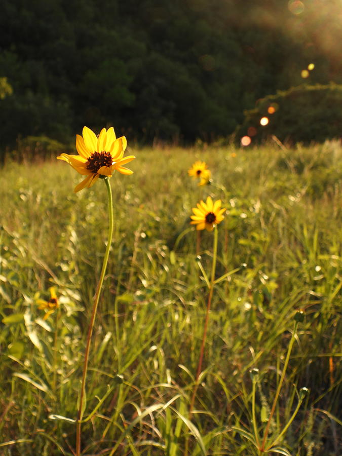 Sunflowers in the Evening Light Photograph by Amanda R Wright
