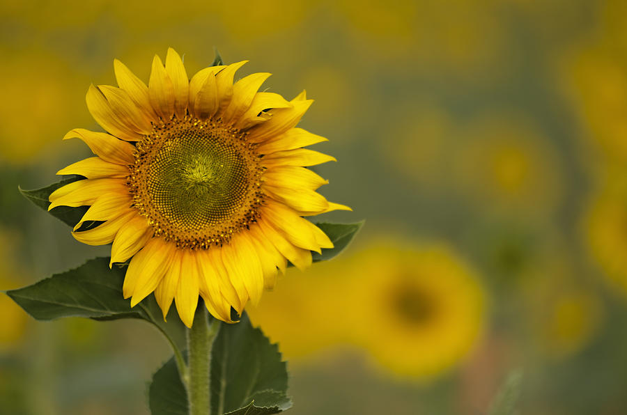 Sunflowers in the fields of Soria, Castilla Leon, Spain Photograph by Domingo Leiva