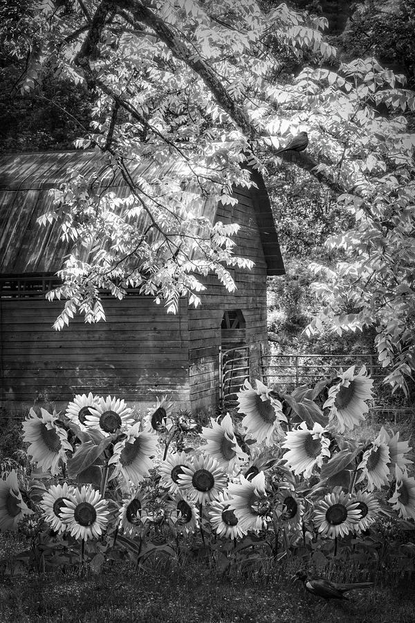 Sunflowers in the Garden in Black and White Photograph by Debra and ...