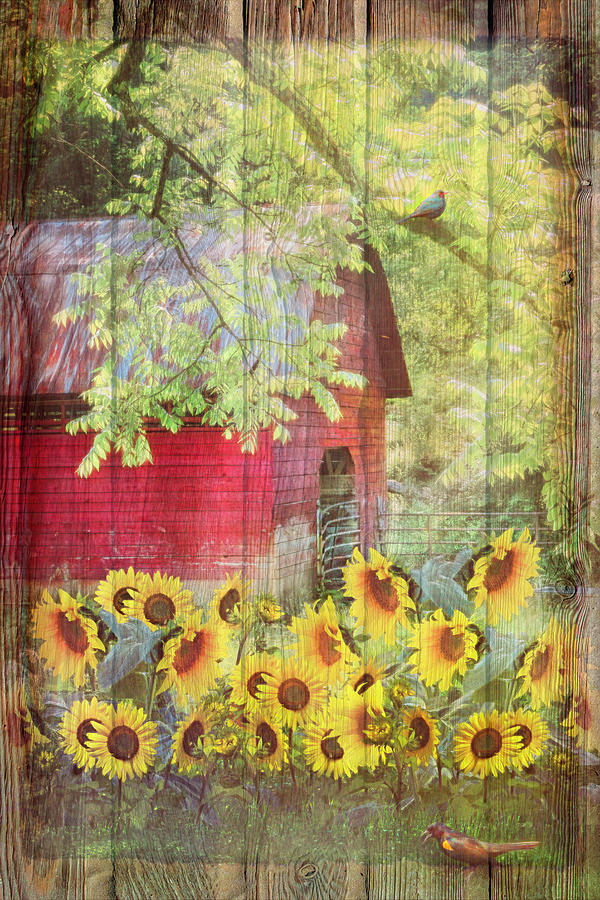 Sunflowers in the Garden with Wood Textures Photograph by Debra and Dave Vanderlaan