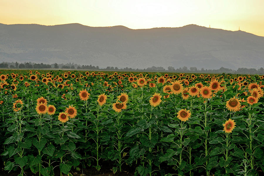 Sunflowers in the Golan Heights Photograph by Dubi Roman